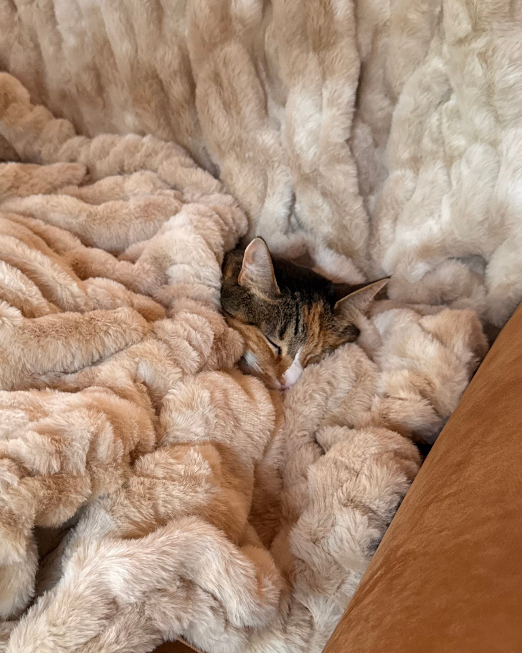 Cat peeking out from a fluffy beige blanket on a brown surface