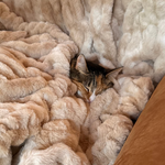 Cat peeking out from a fluffy beige blanket on a brown surface